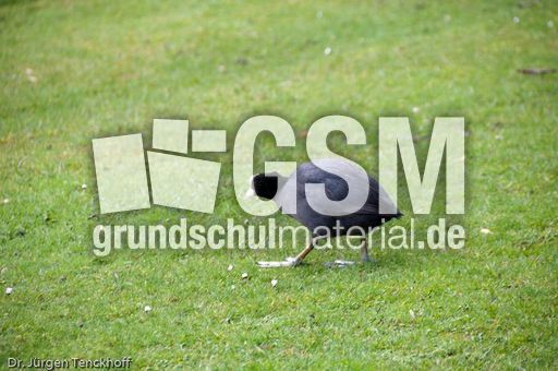 Bläßhuhn (3 von 8).jpg